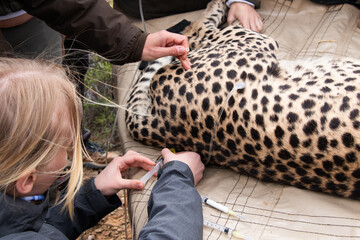 Vaccinating to wild animals