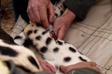 Blood sample in a cheetah