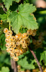 Branch of white currant with ripe berries