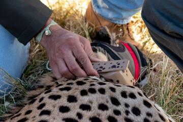 Collaring a cheetah