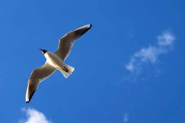 Seagull (Chroicocephalus ridibundus) with stretched wings against blue sky. Coastal animal directly...