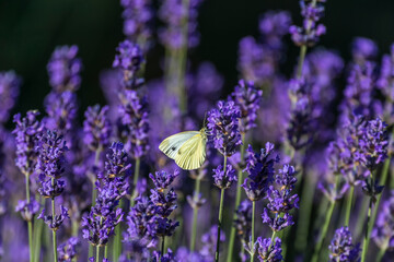 butterfly sits on lavender flower