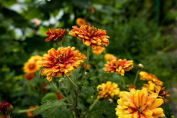 orange autumn flowers in the garden