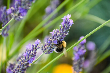 Lavendel mit Hummel