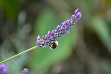 Lavendel mit Hummel