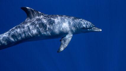 Common bottlenose dolphin, Red Sea, Egypt
