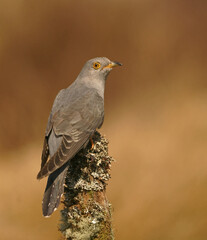 Cuckoo