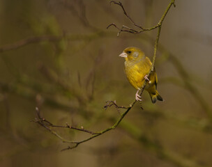 Green Finch