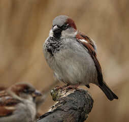 House Sparrow
