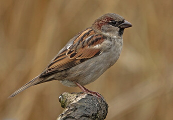 House Sparrow (Male)
