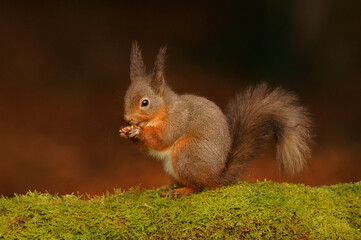 Red Squirrel