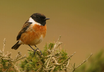 Stonechat (Male)