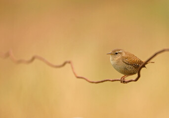 Wren
