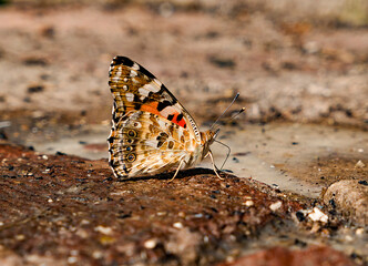 butterfly on the ground