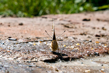 a butterfly on the ground
