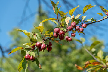 Hawthorn Apples Against A Blue Sky