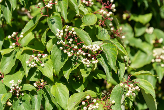 Redosier AKA Red Twig Dogwood With White Berries