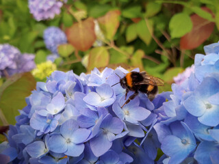 Bumblebee on Lilac Hydrangea Flower