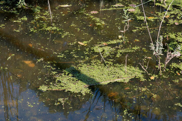 Duckweed Growing On A Small Pond