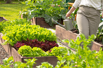 Watering vegetables in a raised bed. Watering vegetable garden. A woman gardener holds watering pot...