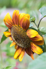 Autumn beauty sunflower in bloom, rich golden yellow and red colored petals against blurred green background, growing in the summer garden, ornamental flowers concept