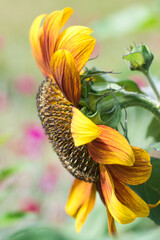 Autumn beauty sunflower in bloom, rich golden yellow and red colored petals against blurred green background, growing in the summer garden, ornamental flowers concept