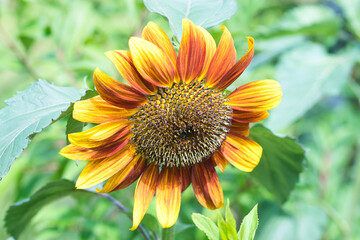 Autumn beauty sunflower in bloom, rich golden yellow and red colored petals against blurred green...