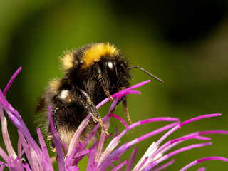 Bumblebee on flower.