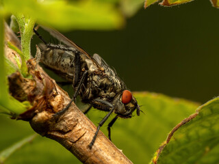 Fly on twig.