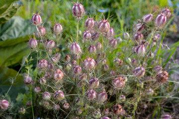 dry fruit-bags with seeds of Nigella Damascena in a garden .