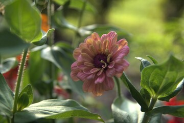 pink and yellow flower