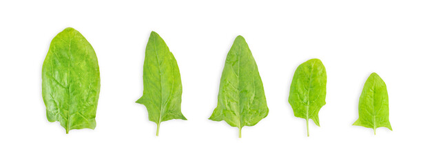 Spinach leaves isolated on white background in different sizes