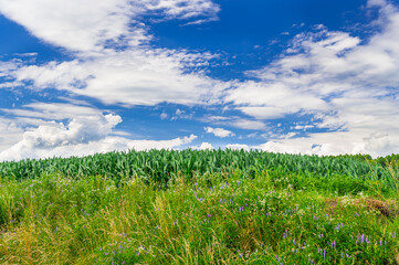 夏のデントコーン畑と青空