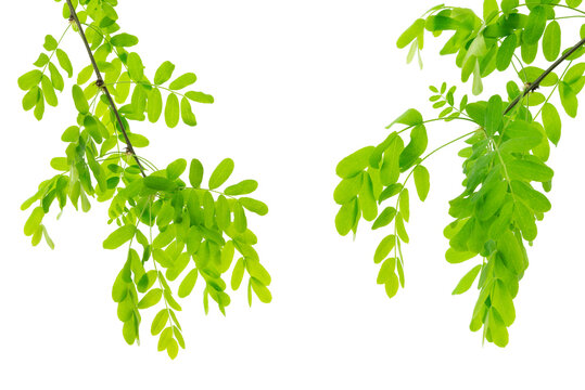 Acacia branch with green young leaves. Medicinal plants. Green acacia leaves. Fresh nature. Spring foliage, isolated