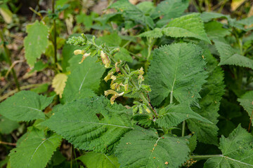 Sticky sage (Salvia glutinosa)