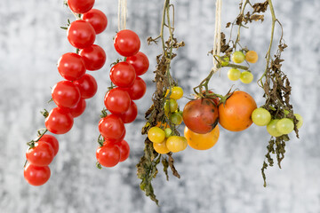 Tomato stalks hang against a modern background