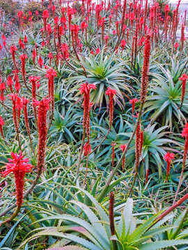 Aloe arborescens (candelabra aloe) is a species of flowering succulent perennial plant that belongs to the Aloe genus. This species has studied for possible medical uses. Montevideo, Uruguay, 2018