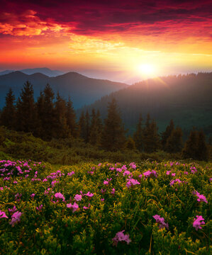 picturesqur summer dawn image, picturesque morning scenery, amazing blossom pink rhododendron flowers, floral nature background,,Ukraine, Carpathian mountains, Europe