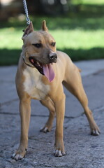 American staffordshire terrier close up