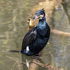 The great cormorant, Phalacrocorax carbo sitting on a branch