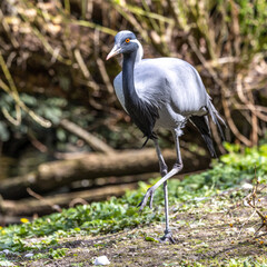 Demoiselle Crane, Anthropoides virgo are living in the bright green meadow during the day time