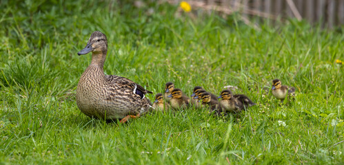 Wild duck or mallard, Anas platyrhynchos family with young goslings at a lake in Munich, Germany