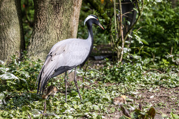 Family of Demoiselle Crane, Anthropoides virgo are living in the bright green meadow during the day time