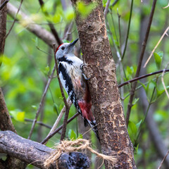 Middle Spotted Woodpecker - Leiopicus medius, beautiful rare woodpecker from European forests