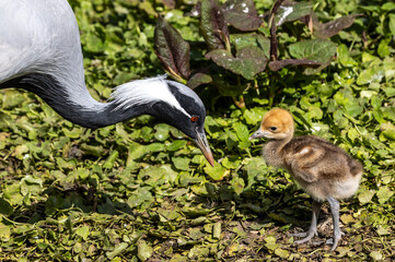 Family of Demoiselle Crane, Anthropoides virgo are living in the bright green meadow during the day time
