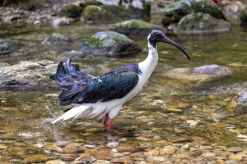 Straw-necked Ibis, Threskiornis spinicollis in the zoo