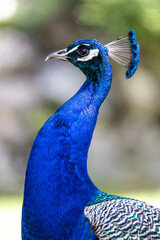 Fototapeta premium Indian Peacock or Blue Peacock, Pavo cristatus