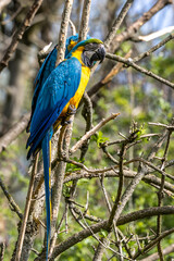 The Blue-and-yellow Macaw, Ara ararauna is a large South American parrot