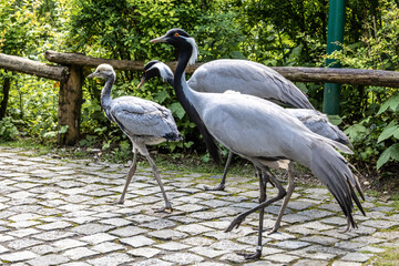 Family of Demoiselle Crane, Anthropoides virgo are living in the bright green meadow during the day time