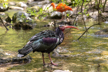 Northern Bald ibis, Geronticus eremita in a German park